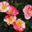 Thumbnail: Buy Rose - Mind Games (Floribunda)