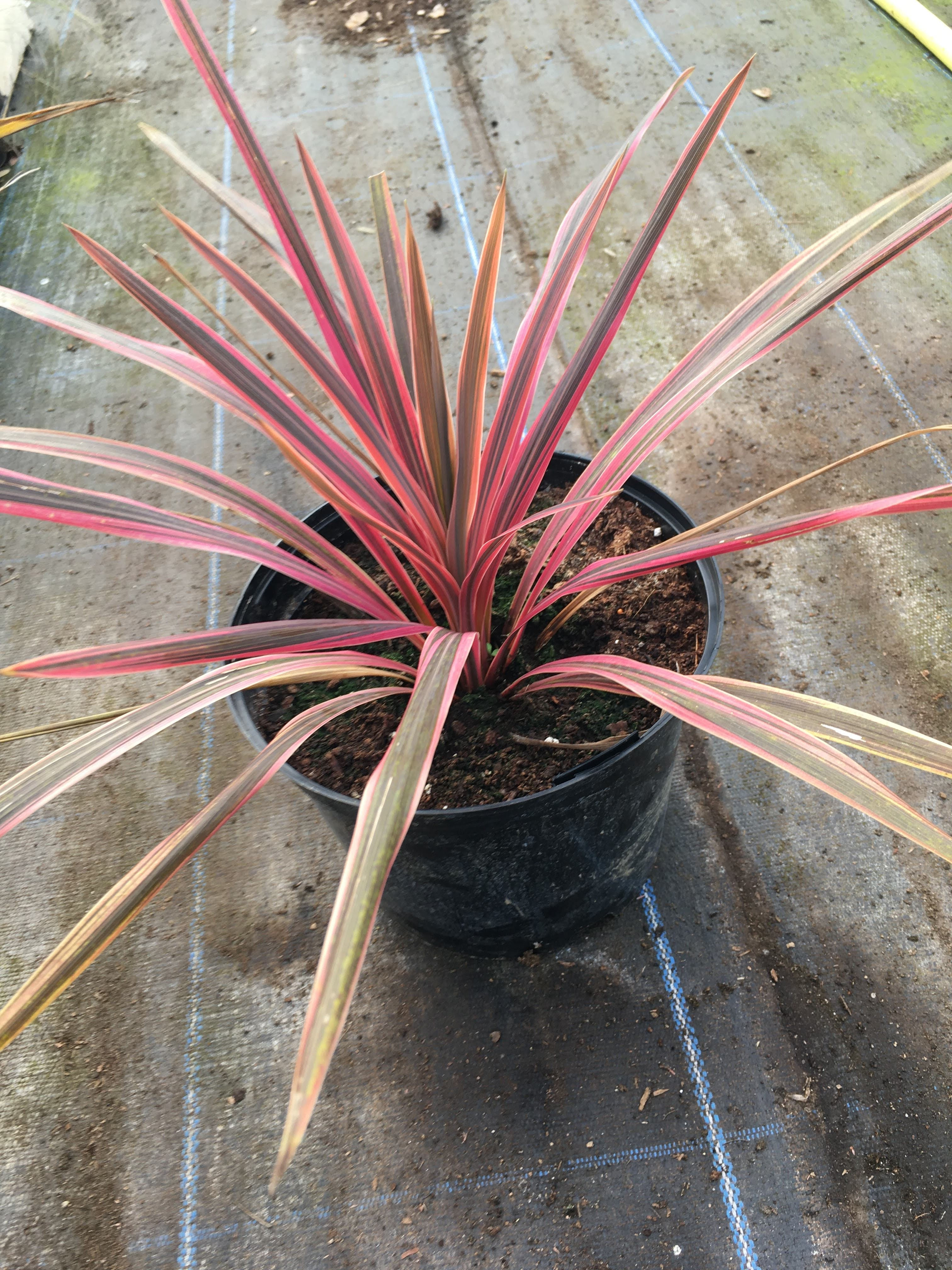 Buy 3L Cordyline 'Southern Splendour'