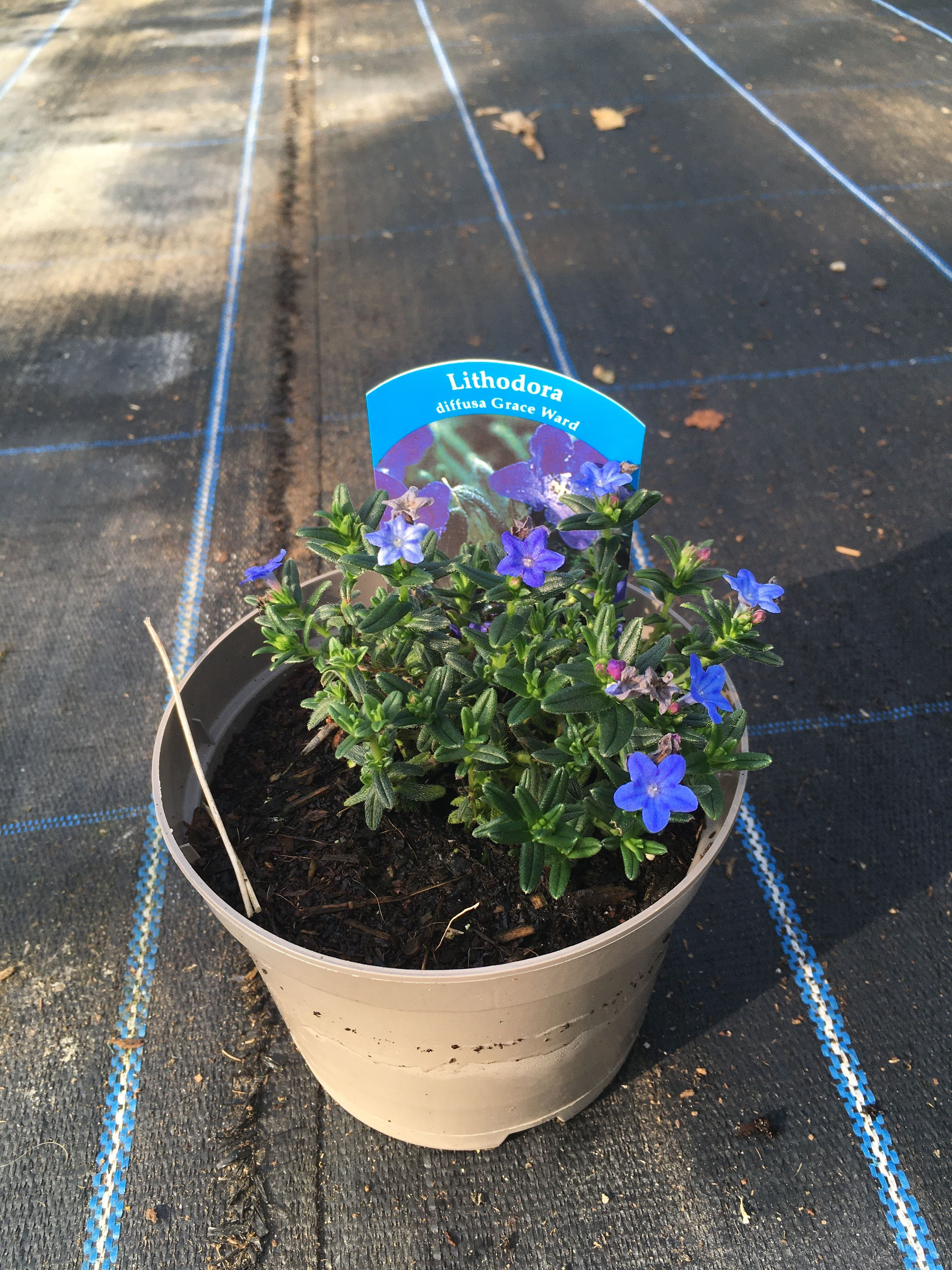 Buy 1L Lithodora diffusa Grace ward