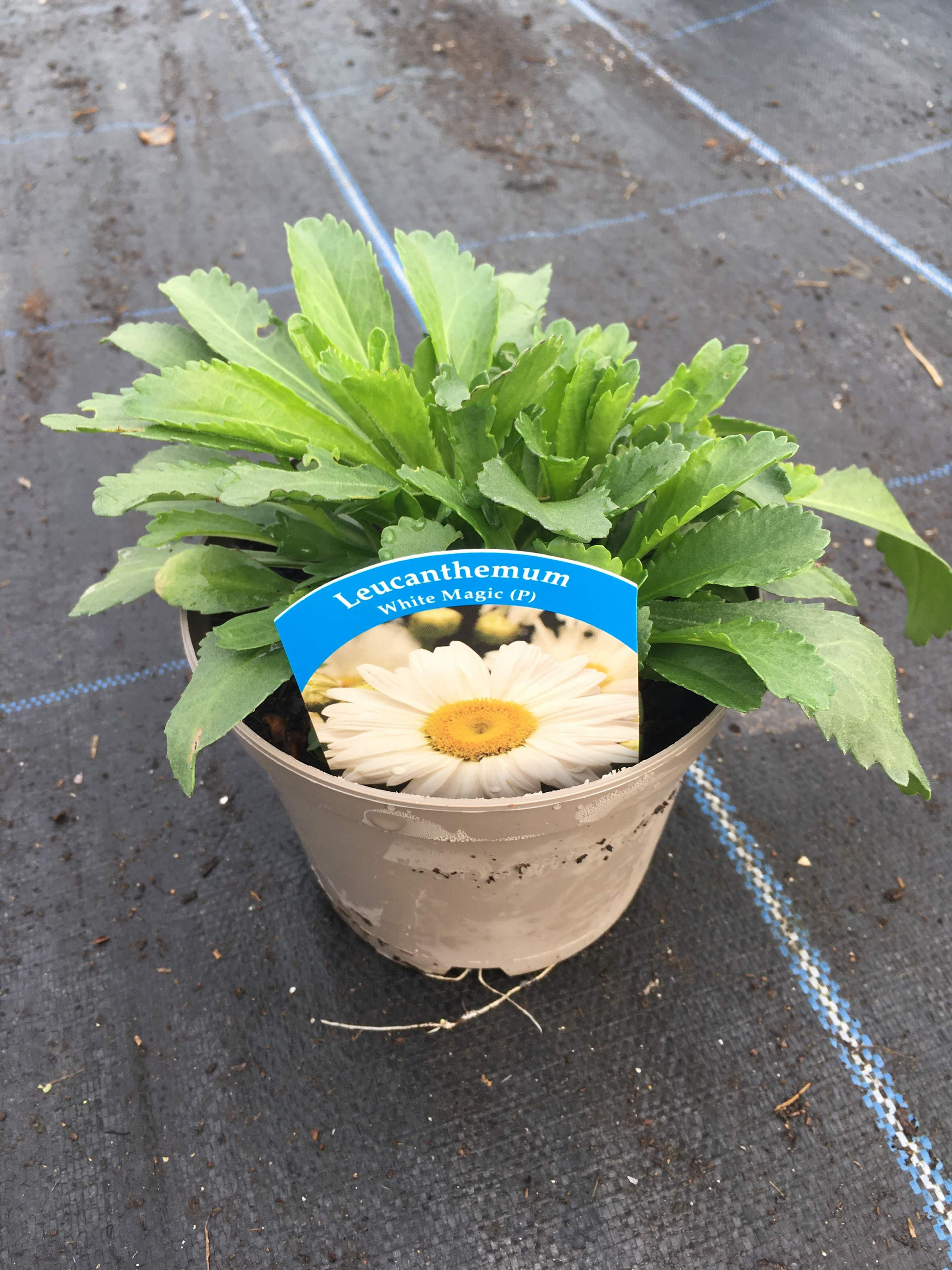 1L Leucanthemum White Magic