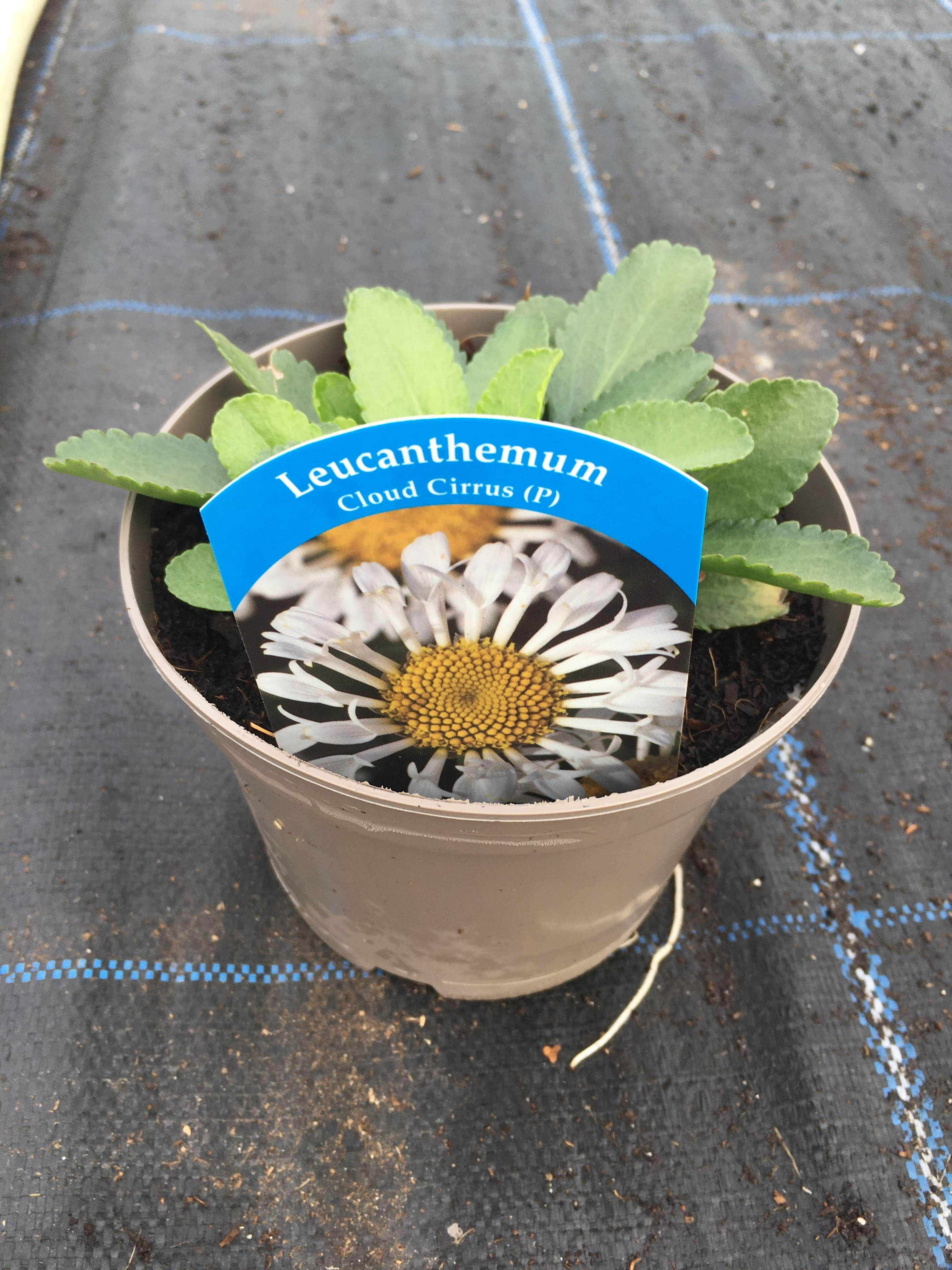 1L Leucanthemum Cloud Cirrus