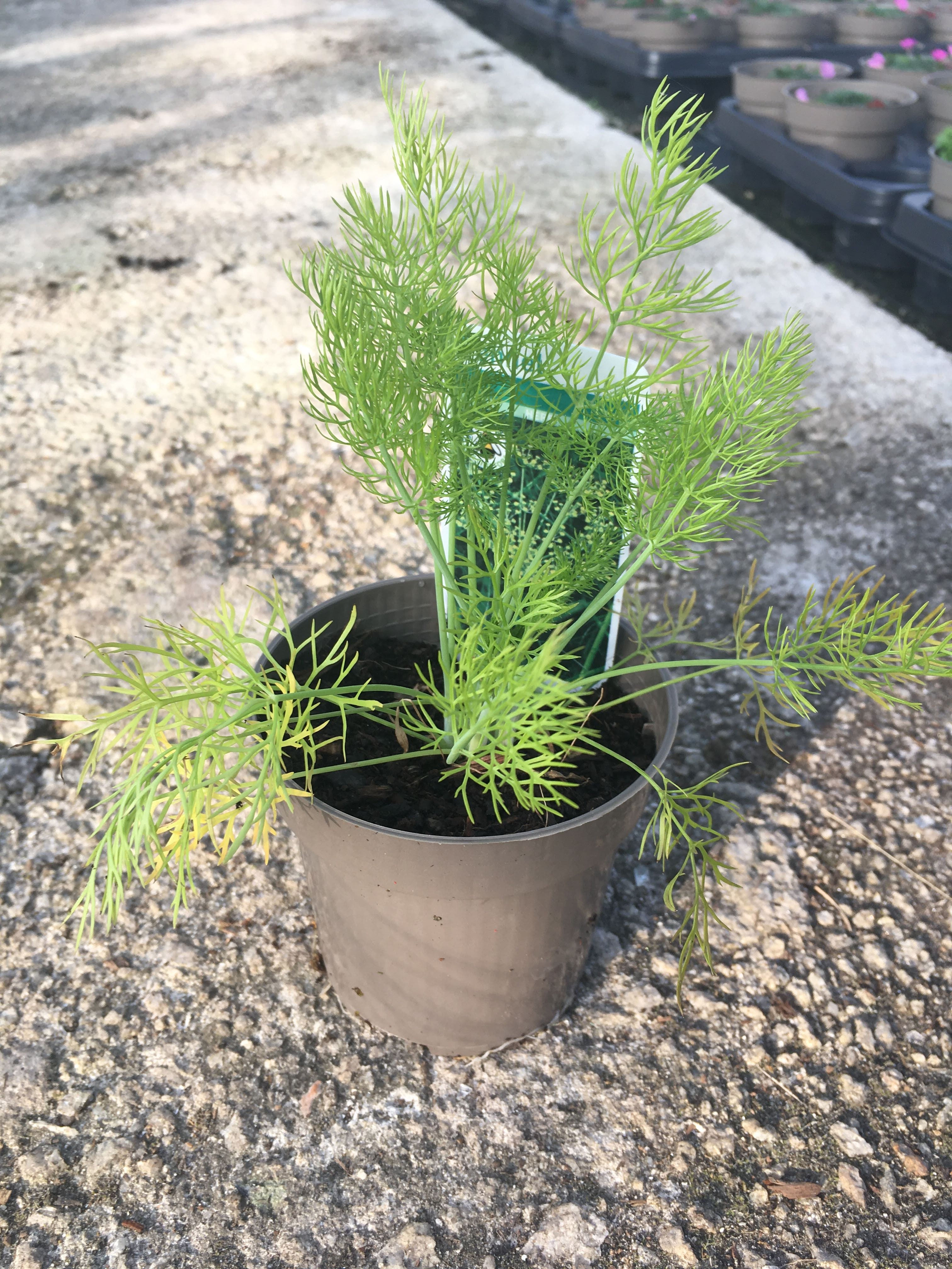 Buy 9cm Herb Fennel Foeniculum Vulgare