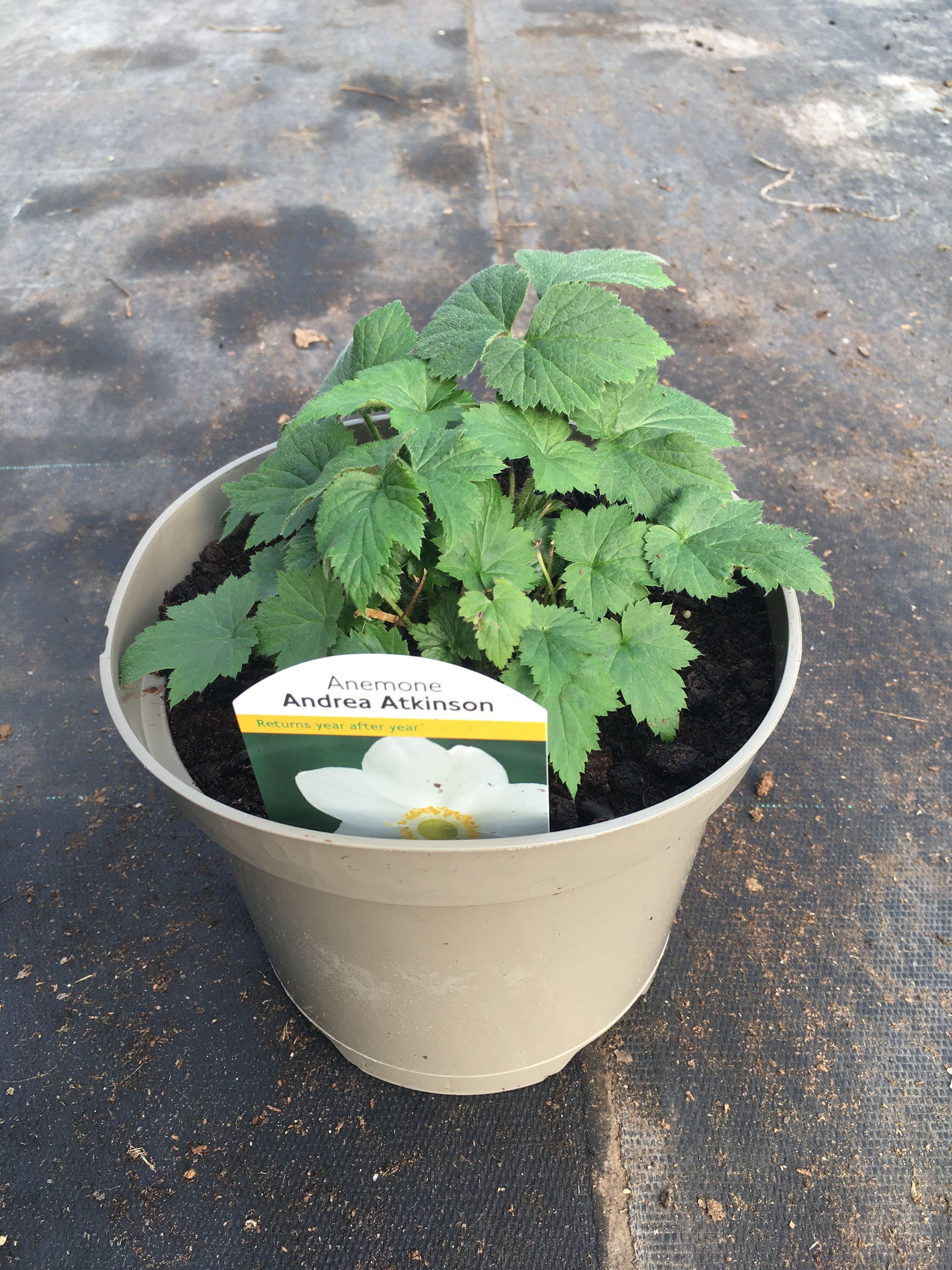 Buy 2L Anemone Andrea Atkinson