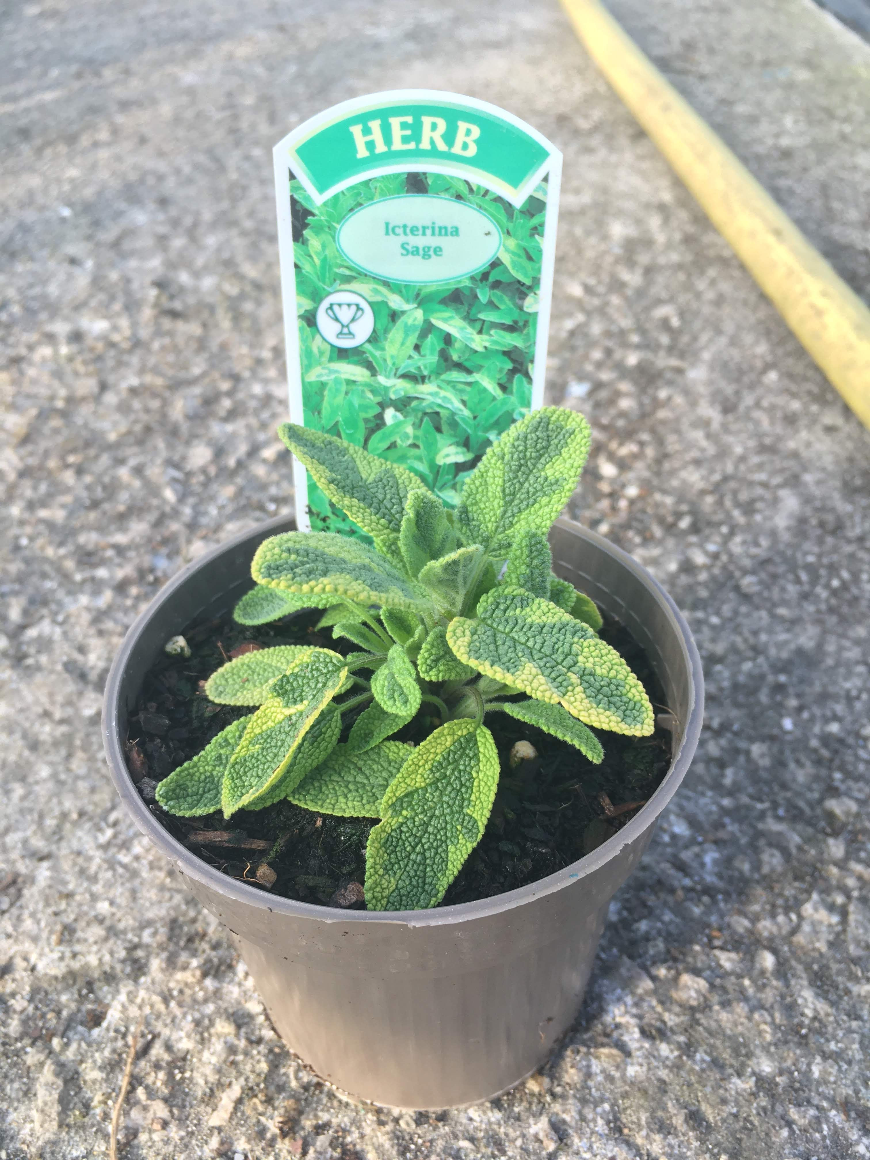 Buy 9cm Herb Sage (Icterina) Officinalis