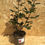Thumbnail: Buy Rose - Fragonard (Hybrid Tea)