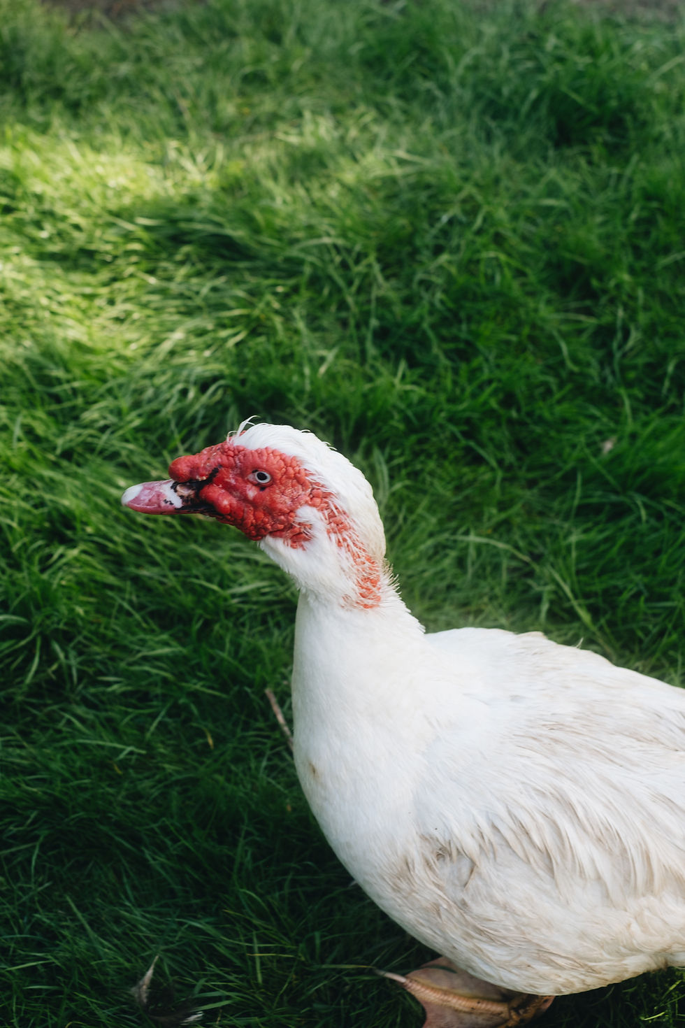 Land Of Healing-5745.jpg