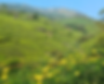 Munnar Tea Hills, Kerala, India