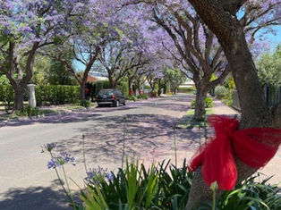 Street lined with blooming jacaranda trees casting purple shadows. A car drives past, with red ribbons and a 40 area sign visible. Peaceful mood.