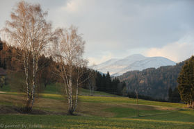Bare birch trees overlook green fields and snowy Styrian mountains in soft spring light