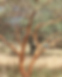 Bandia reserve, Senegal
