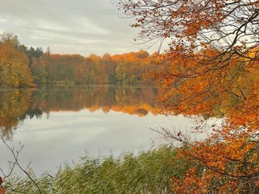Calm lake with reflection of autumn trees under a cloudy sky. Orange leaves and reeds in the foreground create a tranquil scene.
