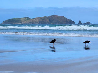 Two black shorebirds wading on a wet beach, with surf and a rocky island under a blue sky.