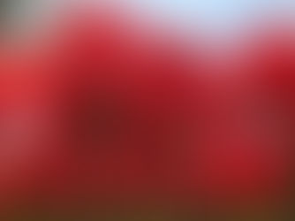 Vibrant red tulips under a clear blue sky, sunlit with shadows. Green stems and trees form the background, creating a serene spring scene.