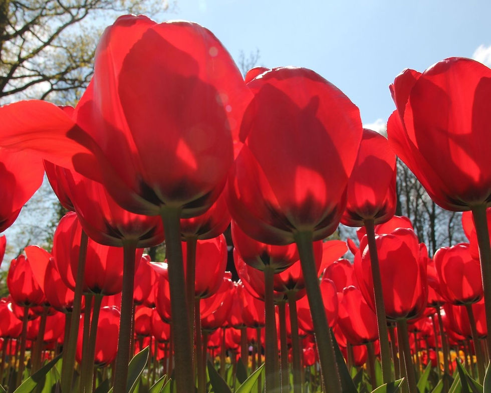 Vibrant red tulips under a clear blue sky, sunlit with shadows. Green stems and trees form the background, creating a serene spring scene.
