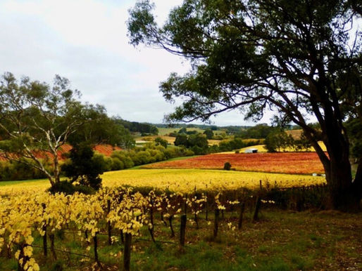 Vibrant landscape of vineyards with yellow and red leaves. Large trees frame the scene, creating a peaceful, autumnal mood.