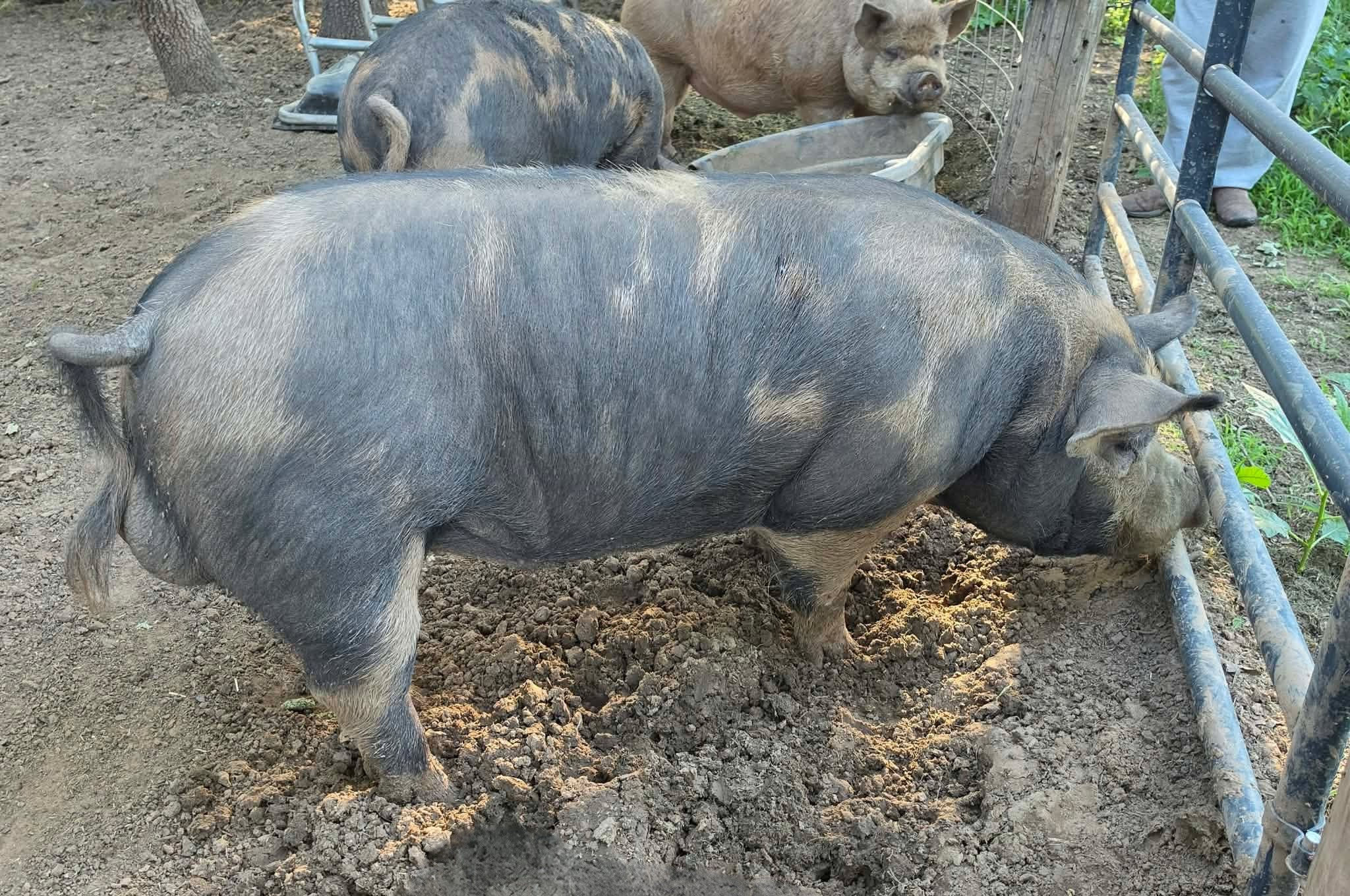 Cuz - Idaho Pasture Pig Boar