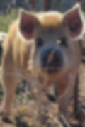 Registered Idaho Pasture Pig boar in an Oklahoma pasture setting