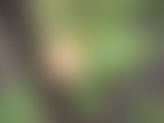 गौताळा अभयारण्यात 'चंदनचोरी' पचवण्याचा प्रयत्न? PCCF च्या आदेशाला CCF कडून केराची टोपली; वनविभागात मोठी बंडाळी!