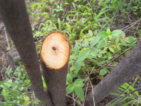 गौताळा अभयारण्यात 'चंदनचोरी' पचवण्याचा प्रयत्न? PCCF च्या आदेशाला CCF कडून केराची टोपली; वनविभागात मोठी बंडाळी!
