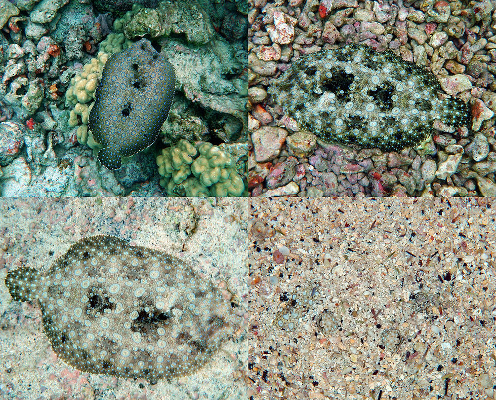 These pictures were taken only a few moments apart of the same peacock flounder! From Wikipedia