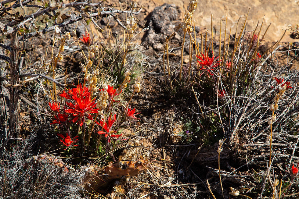 While the Needles is a dry mountain desert filled with cactus and sage brush, the occasional flower can still be found