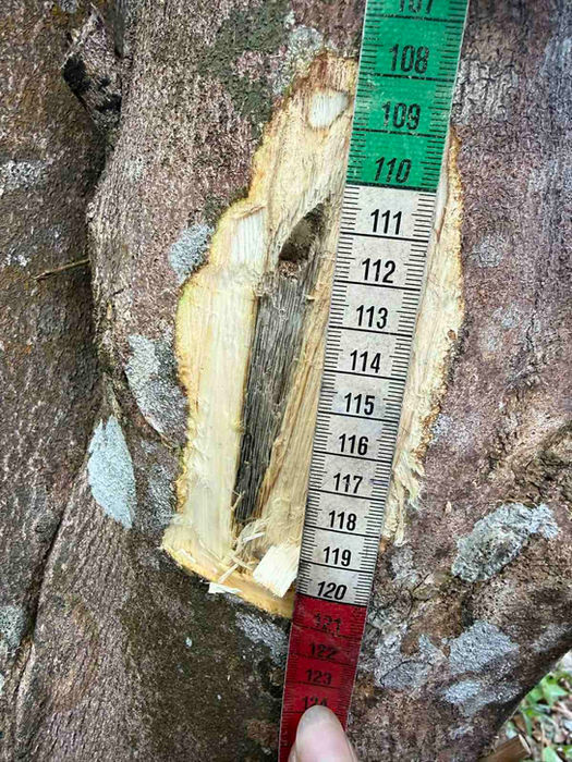 Hand holding measuring tape against tree bark showing numbers 107-120.