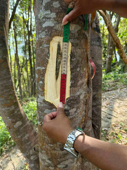 Person's hands measuring a tree trunk in a Mahogany and Agarwood Tree Plantation.