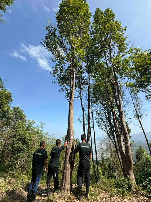 Three people inspecting tall trees in Mahogany and Agarwood Tree Plantation.
