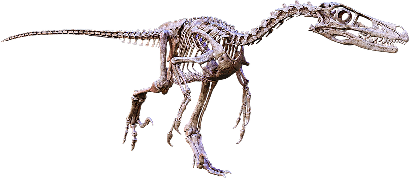 Running Velociraptor skeleton on a transparent background. Velociraptor (commonly shortened to "raptor") is one of the dinosaur genera most familiar to the general public due to its prominent role in the Jurassic Park motion picture series. In real life, however, Velociraptor was roughly the size of a turkey, considerably smaller than the approximately 2 m (7 ft) tall and 80 kg (180 lb) reptiles seen in the films. Today, Velociraptor is well known to paleontologists, with over a dozen described fossil skeletons, the most of any dromaeosaurid. One particularly famous specimen preserves a Velociraptor locked in combat with a Protoceratops.