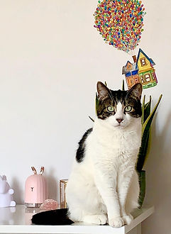 cat 1.jpg