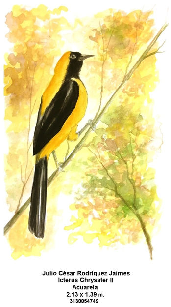 Icterus Chrysater I