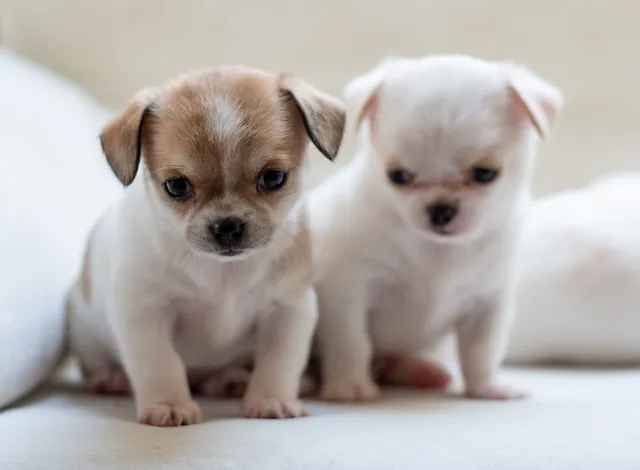 Allevamento Cuccioli Chihuahua Milano Welpe Chiot L'orrore degli allevamenti lager dopo un sequestro di 35 chihuahua in francia ad opere dell'organizzazione allevamento lager: allevamento cuccioli chihuahua milano