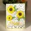 Thumbnail: Sunflower Layered Flowers - Craft Die By Sue Wilson - Craftmania Stock Photo 3