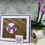 Thumbnail: Gilded Plum - Pixie Sparkles  By Jamie Rodgers - Stock Photo 8