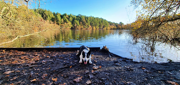 Early morning dog walk at heath lake Crowthorne