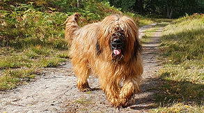 Large dog breed being walked in Crowthorne