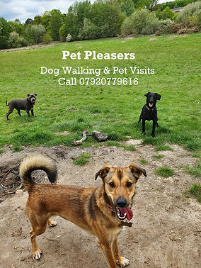Play time on the dog walk in Crowthorne
