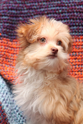 Pink Collar Girl 1.jpg