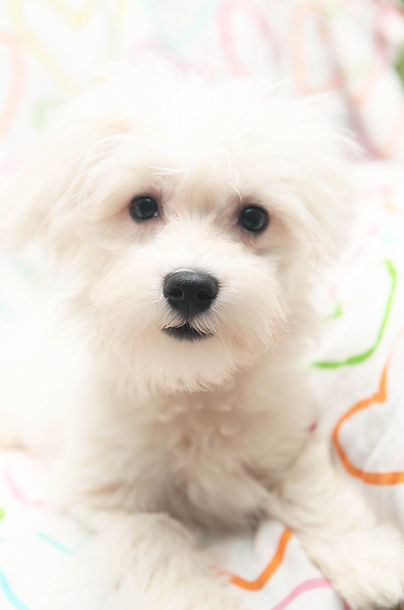 Purple Collar Boy 1.jpg