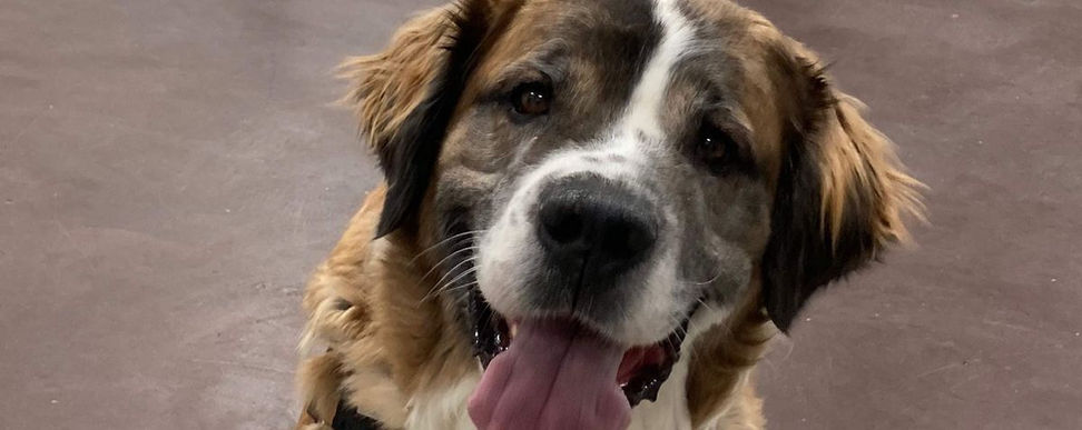 DOG TRAINING CLASSES.jpg