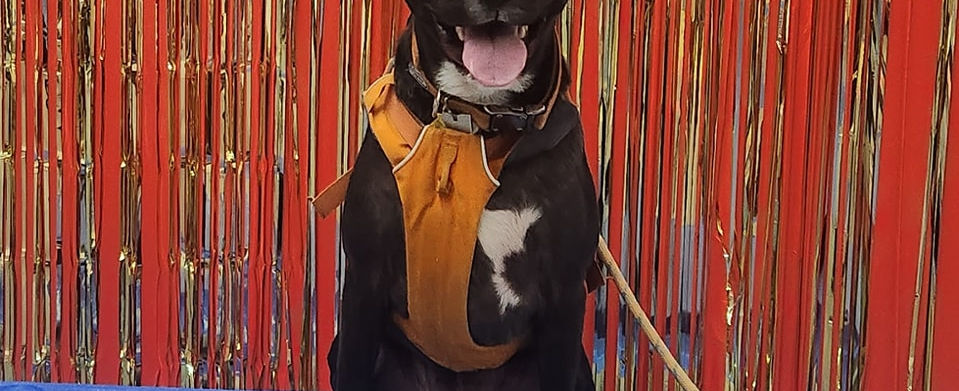 dog training colorado loveland client picture 2.jpeg