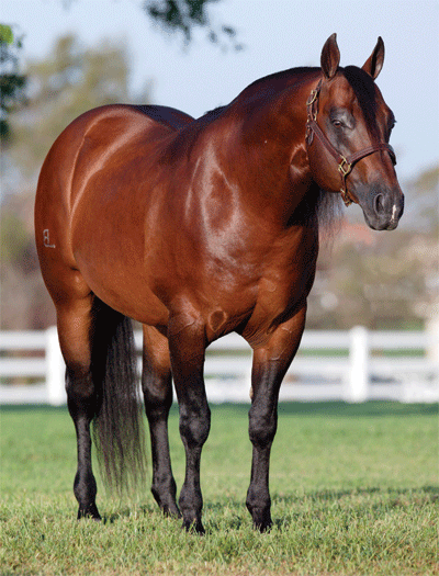 Conquistador Whiz