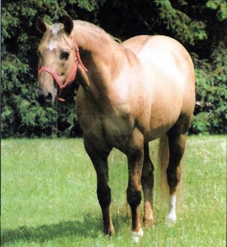 Hollywood Jac 86