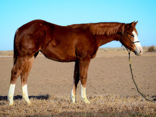 SOLD - Gunna Shoot The Moon