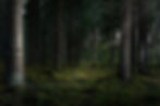 beautiful-shot-forest-with-tall-green-trees-pichi-pichi.jpg