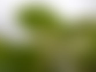 Japanese Knotweed Removal in the UK: Everything You Need to Know