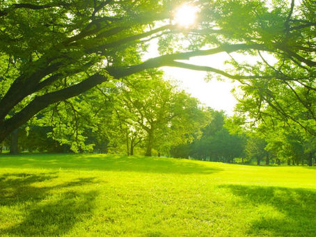 Why is Spring the Best Time for Tree Surgery?