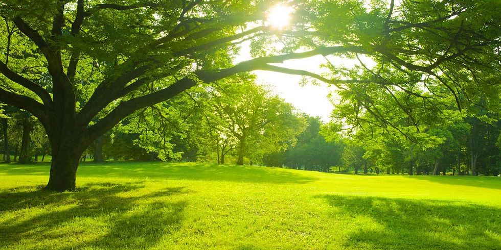 Why is Spring the Best Time for Tree Surgery?