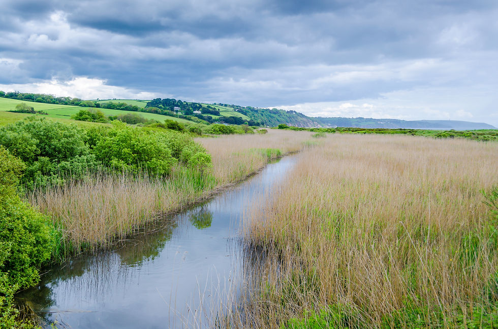 Who Looks After Biodiversity Net Gain Habitats After Construction?