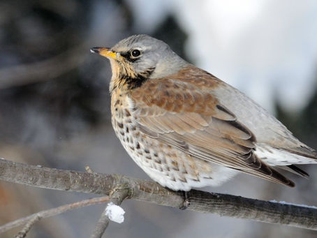 Wintering Bird Surveys